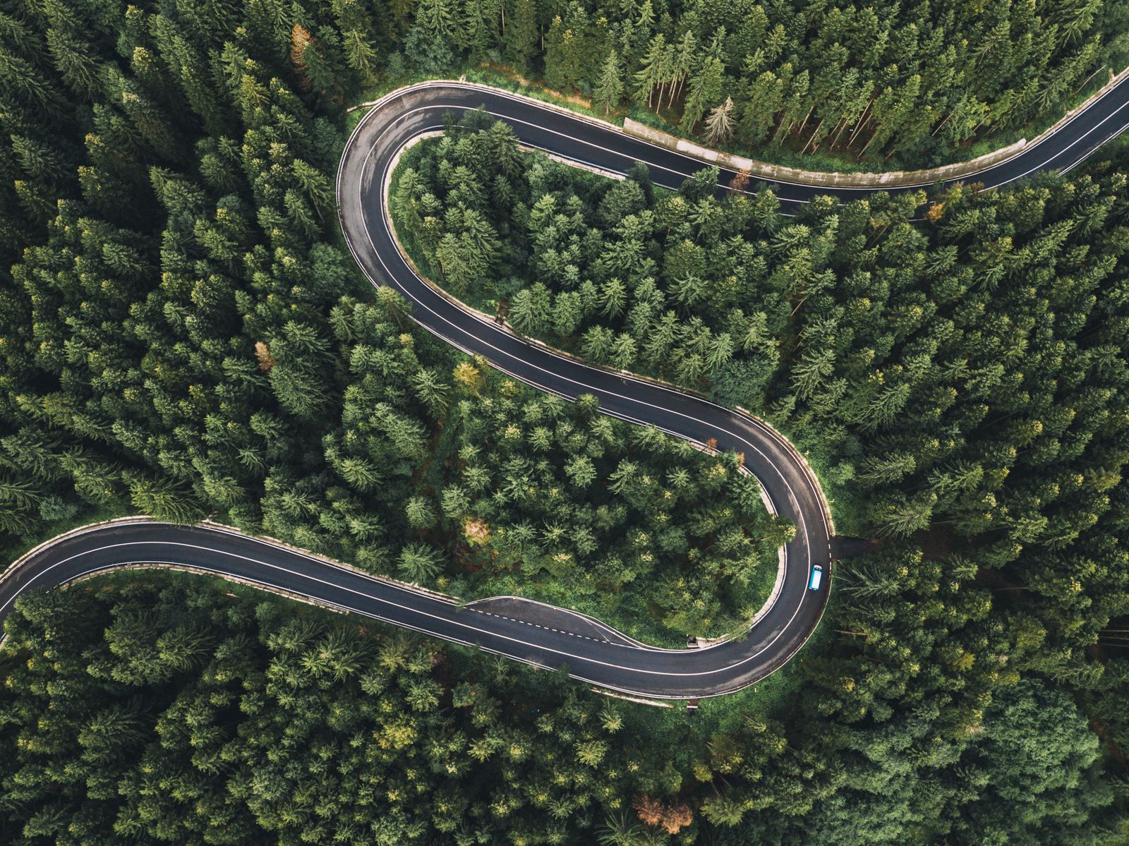 Road through forest