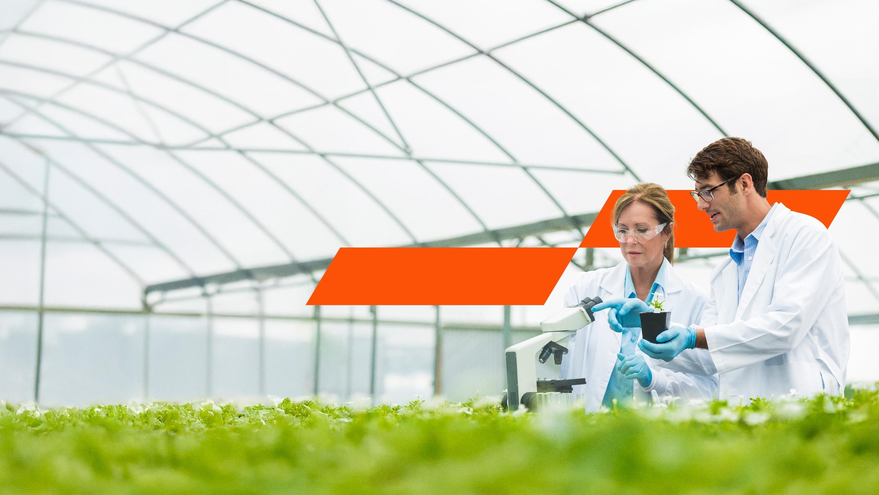 People looking at plants